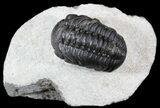 Detailed, Austerops Trilobite - Morocco #54395-1